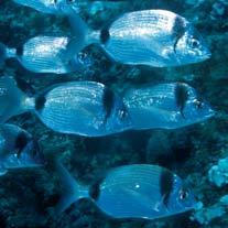 AREA MARINA PROTETTA portofino occhiate, le sarpe, e numerose specie di bavose e ghiozzi.