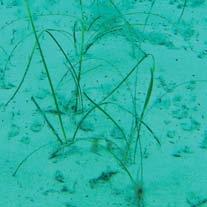 Alcune delle fibre vegetali vengono disgregate in mare dal moto ondoso e riorganizzate in palline ovoidali di tutte le
