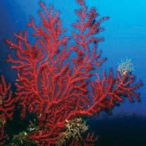 AREA MARINA PROTETTA portofino sotto dei 20-30 metri di profondità, si sviluppa una biocenosi (insieme di organismi viventi) molto