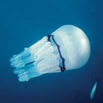 correnti, come le meduse, o seguendo rotte migratorie, o per cercare fonti di cibo.