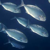 Talvolta giungono in massa vicino alla costa anche le piccole velelle (Velella velella), idrozoi che presentano una forma medusoide, con l apice dell