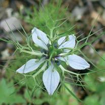 Tra le specie a fioritura tardo primaverile sono molto diffuse le leguminose, tra le quali piselli selvatici, trifogli e vicie,