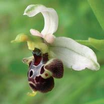 I prati asciutti, ma anche i sentieri erbosi, sono i luoghi in cui compaiono le orchidee del genere Serapias.