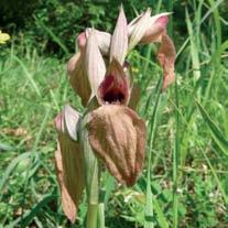 Molto comuni nei prati asciutti, l orchidea cimicina, il giglio caprino e Anacamptis pyramidalis, dalle infiorescenze vistose che spiccano tra le erbe dei