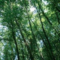 a formare lembi di bosco misto in cui si trovano soprattutto carpino nero (Ostrya carpinifolia), qualche orniello (Fraxinus