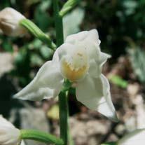 Da segnalare, come specie che si sviluppano nel sottobosco, anche l orchidea Cephalanthera longifolia, con fiori bianchi che