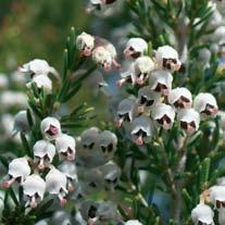 La macchia mediterranea Le formazioni che costituiscono la macchia mediterranea sono diffuse nelle zone