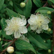 (Arbutus unedo), l alaterno o legno puzzo, il mirto, le filliree e due anacardiacee usate come