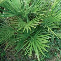 difficilmente accessibili, si possono osservare anche alcuni esemplari di palma nana, che tuttavia