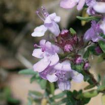 La gariga Nella macchia bassa mediterranea sono presenti anche specie a portamento