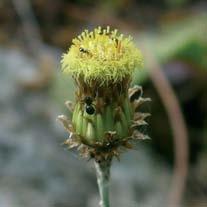 le piante spinose, che hanno ridotto in tal modo le foglie e quindi le superfici