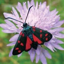 Chaetonyx robustus ligusticus.