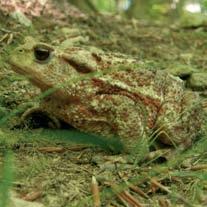 In alcuni tratti di un torrente è presente il gambero di fiume (Austropotamobius pallipes), crostaceo raro e sensibile agli