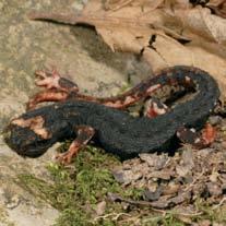 Gli anfibi sono rappresentati da rospi e da alcune specie di rane e precisamente, dalla rana rossa appenninica, dalla rana agile