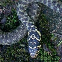 Le salamandre sono presenti con la salamandra macchiata (Salamandra salamandra) e con la salamandrina dagli occhiali, mentre i