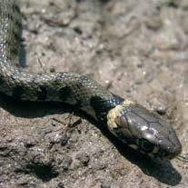 In tempi non recenti era segnalata sul Promontorio di Portofino anche la lucertola ocellata, molto grossa e riconoscibile per