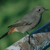 Tra i piccoli mammiferi, anche il mustiolo etrusco (Suncus etruscus), specie protetta dalla Convenzione di Berna.