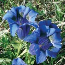 colore azzurro intenso tra l erba. Particolare e appariscente anche la Centaurea triumfetti, un vistoso fiordaliso montano.
