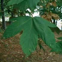 Nel secolo scorso, inoltre, furono introdotte conifere di specie diverse, che hanno finito per integrarsi con le essenze forestali