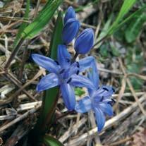 atrata. Molto bella la fioritura di Omphalodes verna, che mostra corolle piccole ma di un celeste molto intenso.