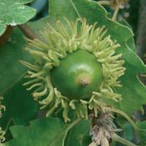 (Acer pseudoplatanus), dalle foglie con lamina palmata, il sorbo montano (Sorbus aria), il sorbo degli uccellatori (Sorbus