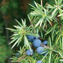 La vegetazione delle vette Le vette delle principali montagne che delimitano la Val d Aveto sono facilmente accessibili e