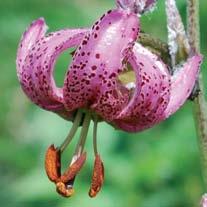 Una delle fioriture più appariscenti di tutta la Val d Aveto è certamente quella dello splendido giglio martagone, che