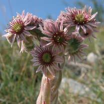 Si tratta quindi di una specie vulnerabile e ambita dai raccoglitori di fiori, ma fortunatamente protetta.