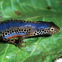 Sott acqua, si muovono invece i grossi ditiscidi, insetti predatori dalle potenti mandibole, che respirano grazie ad una bolla d