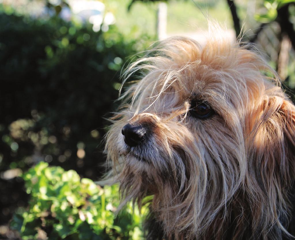 Sandra età 6 anni Agosto La cucciola