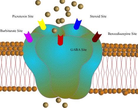 GABA e recettore GABA A GABA Picrotossina (antagonista non-competitivo) (riduce la durata di apertura del canale) Recettore