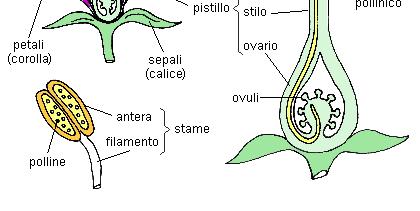 Il fiore Questo gruppo di piante ha un nuovo