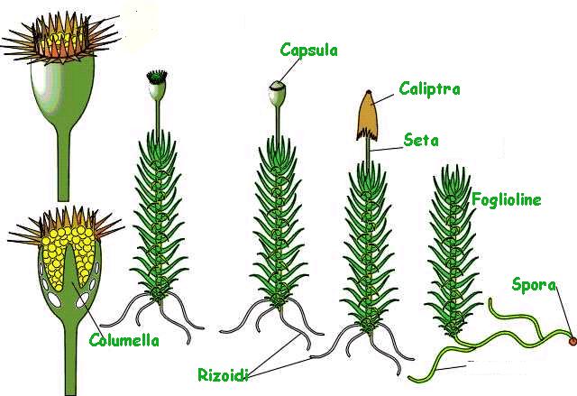 La riproduzione Nel ciclo riproduttivo delle piante si alternano due tipi diversi di organismi Sporofito Produce le spore Cellula che genera un nuovo organismo senza la necessità di unirsi ad un