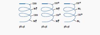 Isoelettrofocalizzazione (IEF) Sfrutta come parametro di separazione il diverso punto isoelettrico (pi) delle proteine La
