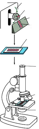 Microscopia in campo chiaro Braccio microtomo Campione incluso in paraffina Il tessuto da studiare viene: 1. Tagliato al microtomo in fettine sottilissime 2.