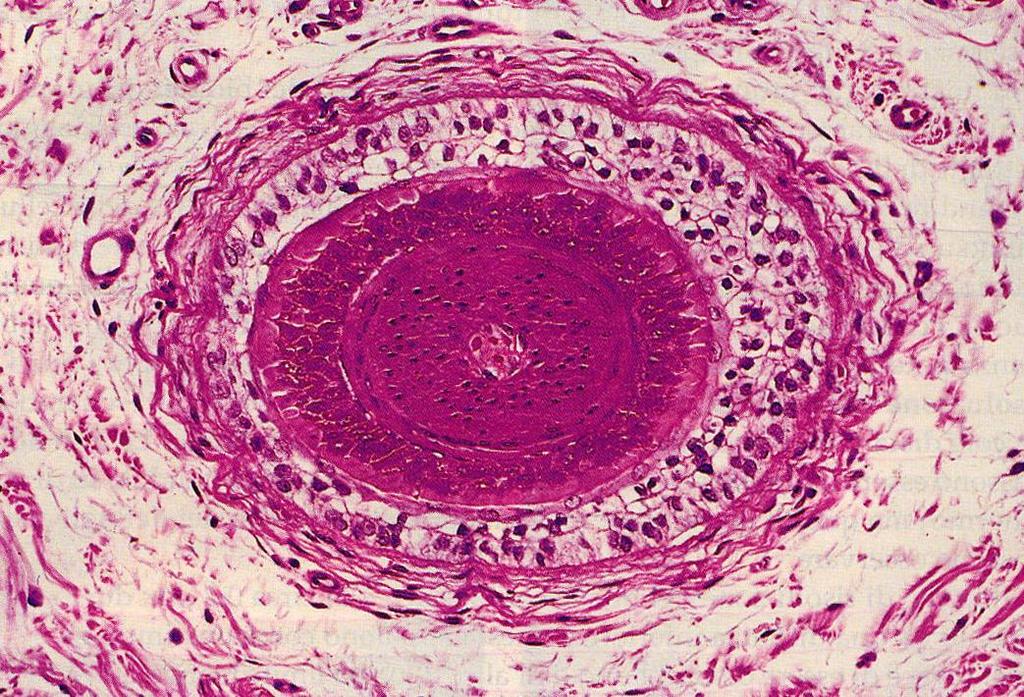 Microscopia in campo chiaro La capacità di distinguere parti diverse della cellula dipende dal contrasto che risulta dall assorbimento della luce visibile da parte dei componenti della