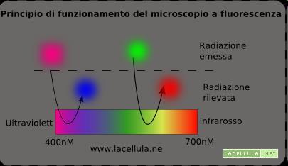 Microscopio a fluorescenza La fluorescenza viene rivelata illuminando il campione con una luce di lunghezza d onda tale che eccita il composto fluorescente e,