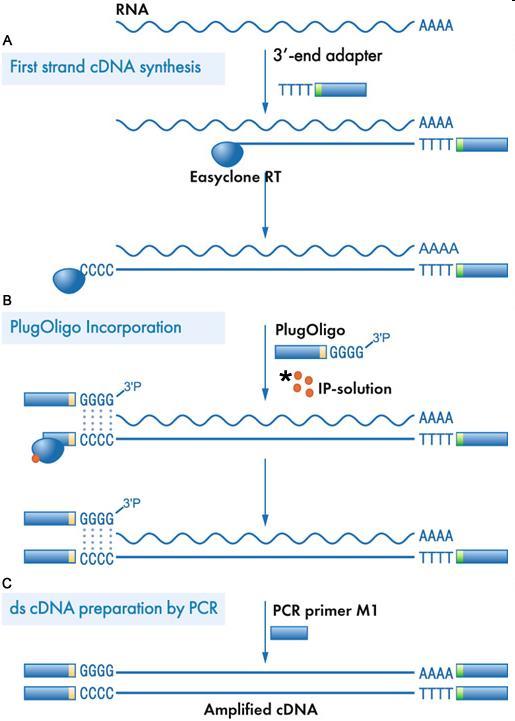 RT-PCR
