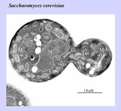 Le cellule come modelli sperimentali Cellule eucariotiche Lieviti i più semplici eucarioti, unicellulari Utilizzati per studiare gli aspetti riguardanti la struttura cellulare interna e quelle