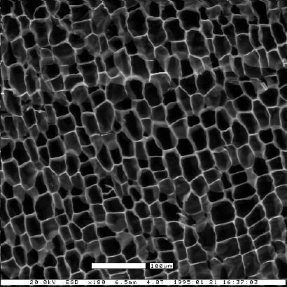 Gli strumenti della biologia cellulare La biologia cellulare e molecolare dipende in maniera sostanziale dalle metodologie e dalle strumentazioni utilizzabili per studiare le cellule sia dal punto di