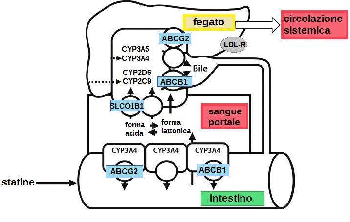 6 M. Casula, J. Cocchiarella Figura 1 Enzimi e trasportatori i cui polimorfismi influenzano la terapia con statine.