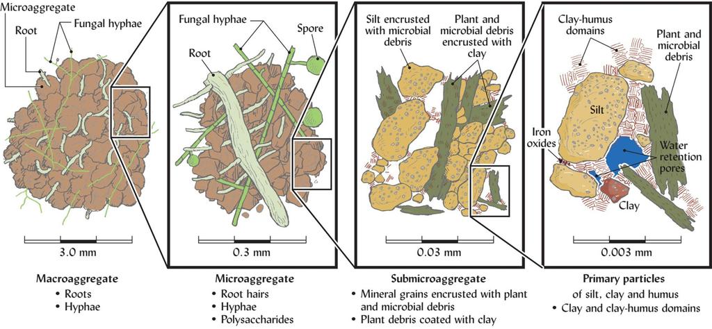 Gli aggregati strutturali del suolo si organizzano secondo uno scala gerarchica di aggregazione Le particelle primarie si aggregano a costituire particelle composte