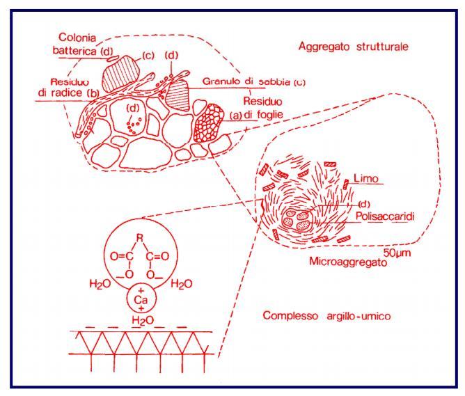 Schematizzazione di un aggregato strutturale glomerulare e del