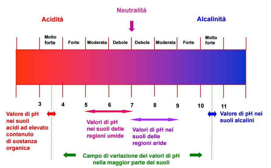 Il grado di reazione (ph) del suolo Pur misurata in condizioni diverse da quelle di pieno campo, la misura del ph