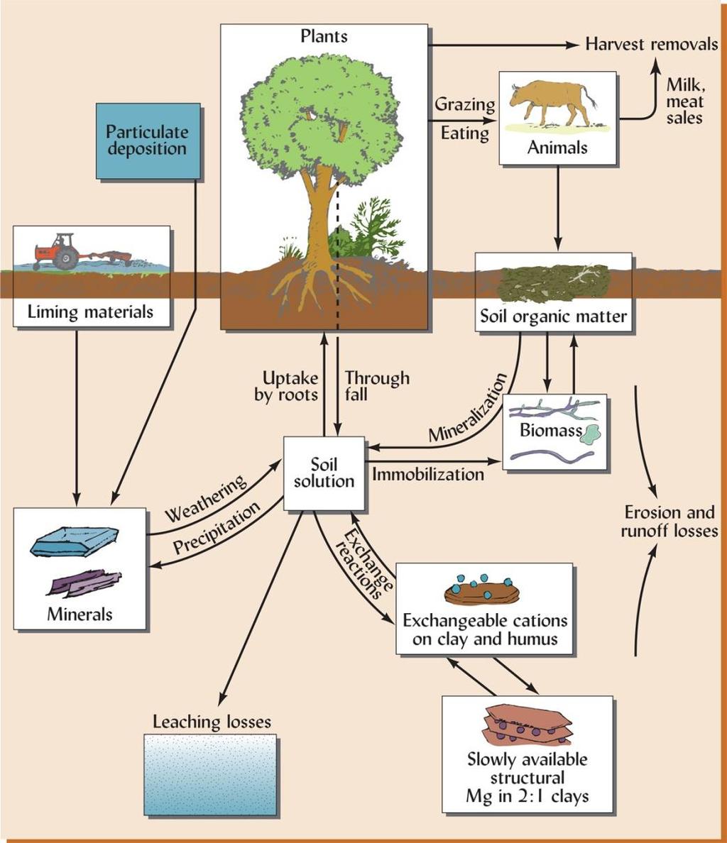 I cicli biogeochimici di Ca 2+ e Mg 2+ nel sistema suolo-pianta