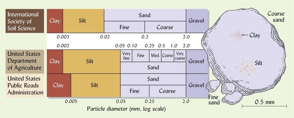 La tessitura Indica la percentuale in peso delle diverse classi granulometriche (sabbia, limo, argilla) presenti nella terra fine (Ø < 2mm).