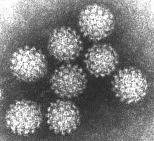 lineare, segmentato in base ai caratteri epidemiologici (modalità di trasmissione) e patogenetici (tropismo tissutale )