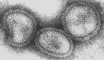 ai criteri fisico chimici e biologici International Committee on Taxonomy of Viruses (ICTV) proprietà del virione