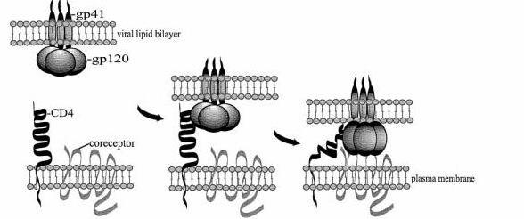 Fasi del ciclo produttivo adsorbimento penetrazione scapsidazione = spoliazione = uncoating sintesi proteica, replicazione genoma montaggio (assemblaggio) maturazione liberazione cellula sensibile