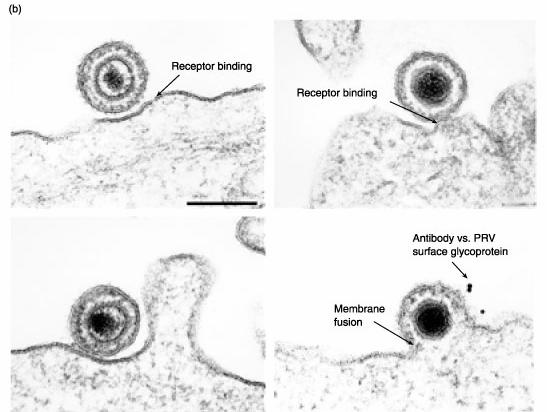 Liberazione del virus dalla cellula Assemblaggio di solito virus a RNA nel citoplasma virus a DNA nel nucleo Maturazione formazione di particelle virali infettanti durante l assemblaggio durante la